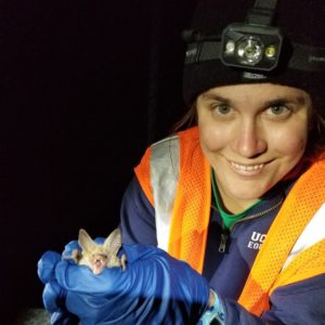 Female wildlife biologist wearing a headland, orange safety vest, and blue latex gloves holding a pallid bat.