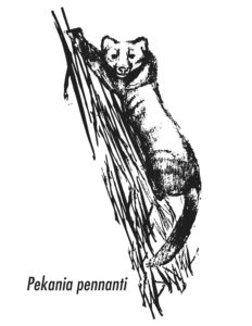 black and white sketch of a fisher climbing up a log with the text 'Pekania pennanti' below the sketch